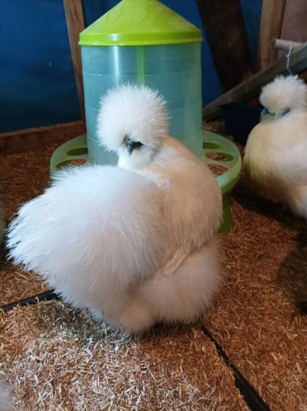 Bantam chicks / eggs