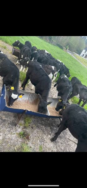 Reared Angus heifer calves