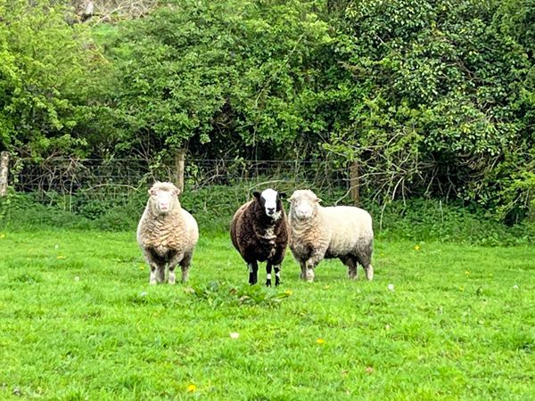 2) pbnr dorset rams and 1 Dutch spotted