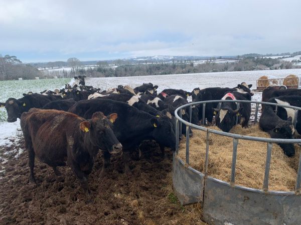 Cull cows wanted