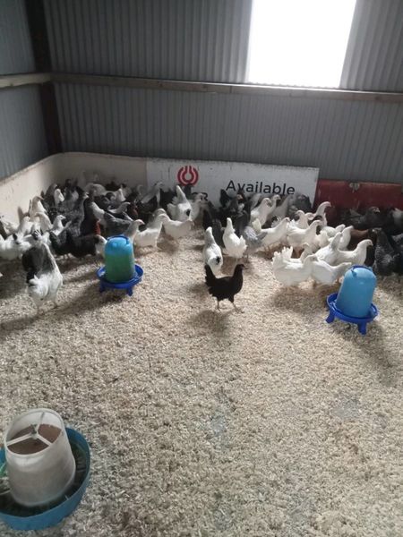 Point of Lay Hens For Sale