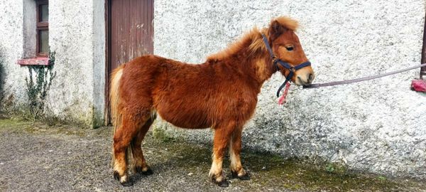 Miniature colt foal 18months