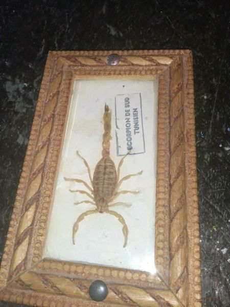 Tunisian scorpion taxidermy