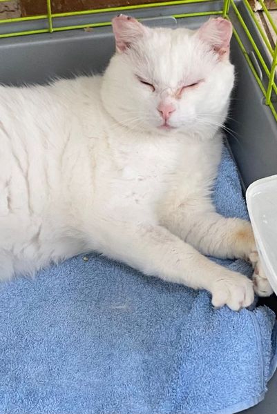 Polo, rescued male white cat.Indoor. Neutered