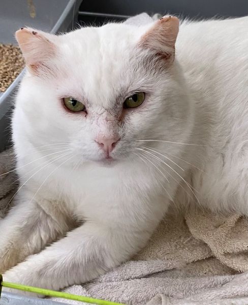 Polo, rescued male white cat.Indoor. Neutered