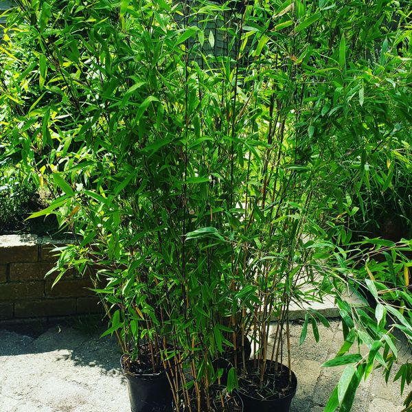 Bamboos   https://weigle19.wixsite.com/pandabamboo