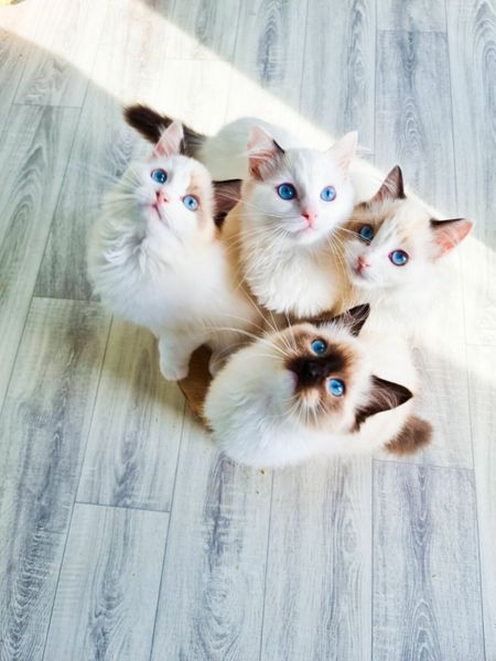 Pedigree ragdoll kittens for sales sale