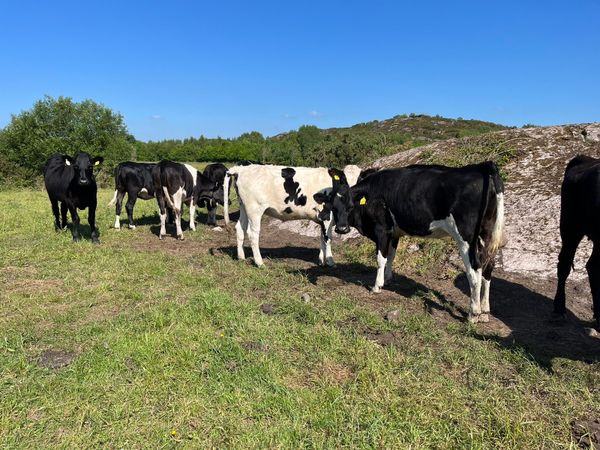 90 in calf  heifers