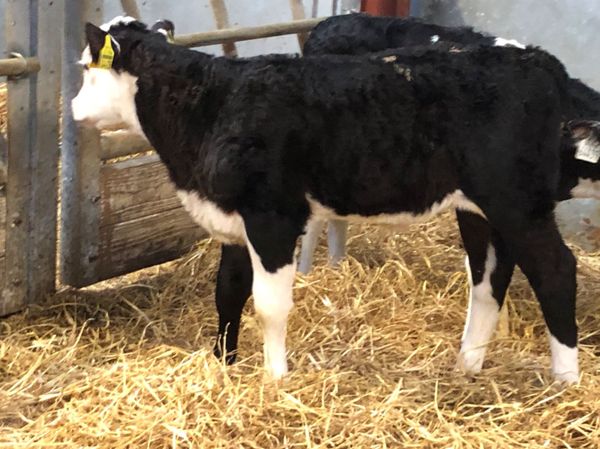 3 smashing Hereford calves for sale
