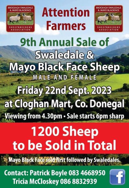 Brockagh Swaledale Mayo Blackface Sale This Friday