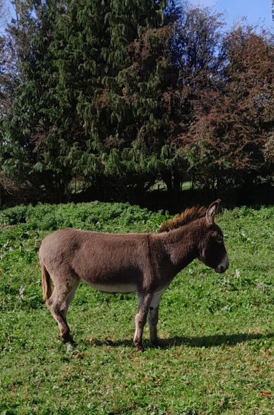 Mare Donkey for Sale