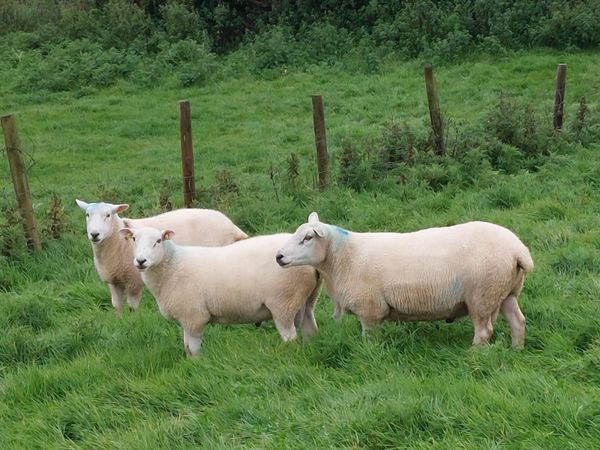 Purebred Rams for sale