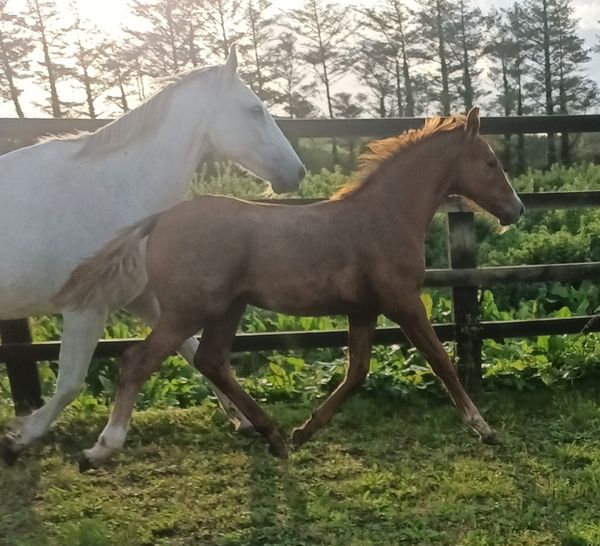 changing 15 Horses Ads For Sale in Ireland DoneDeal