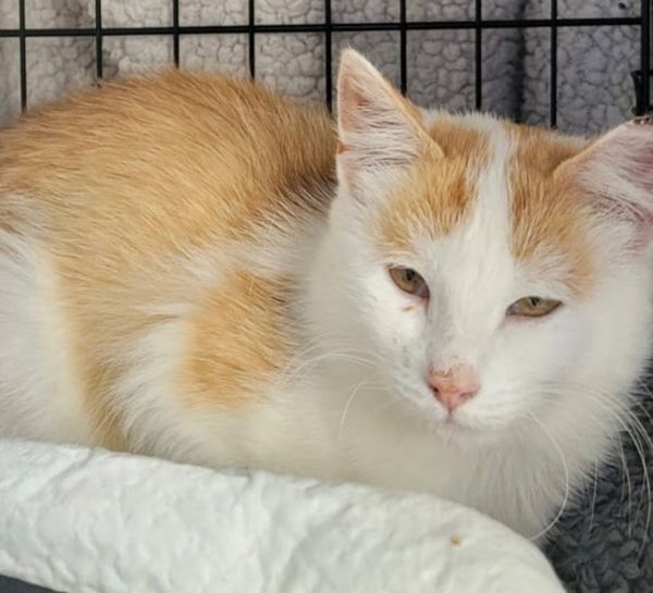 get 17 Cats Ads For Sale in Ireland DoneDeal