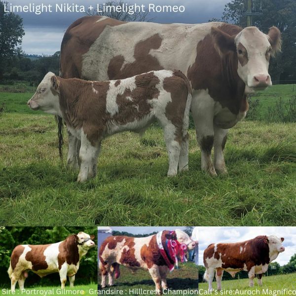 parts for a stanley 8 range 1 Beef Cattle Ad For Sale in Ireland