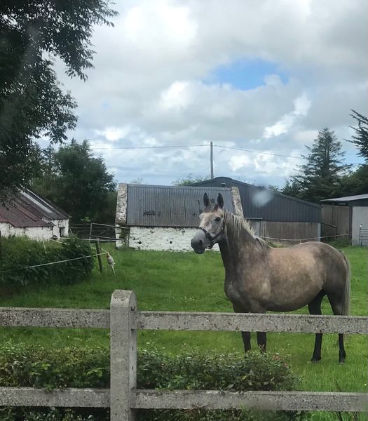 i phones 5 Horses Ads For Sale in Ireland DoneDeal