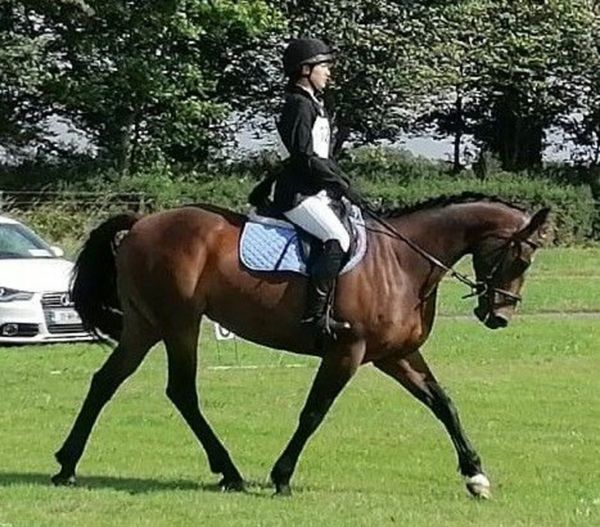 dr 1 Horses Ad For Sale in Ireland DoneDeal