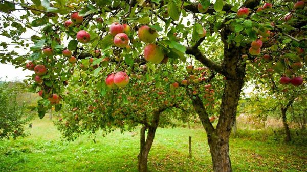 Ten native apple trees planted for €699