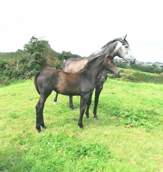 world cup 2 Horses Ads For Sale in Ireland DoneDeal