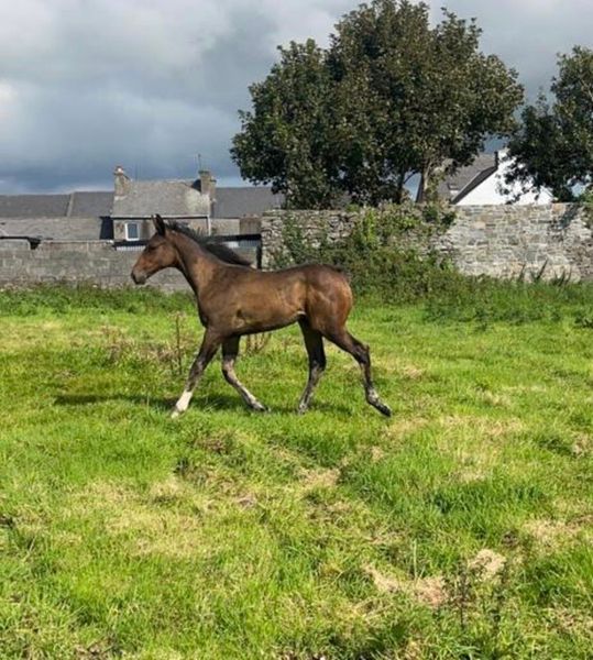 he 114 Horses Ads For Sale in Ireland DoneDeal