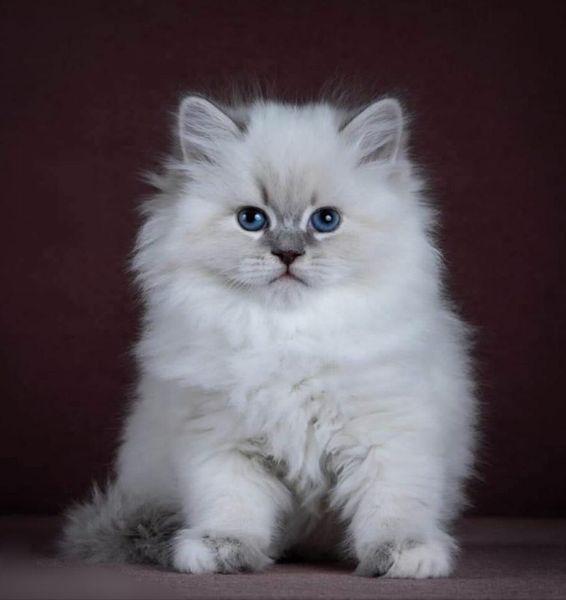 dogs for seal 8 All Sections Ads For Sale in Ireland DoneDeal