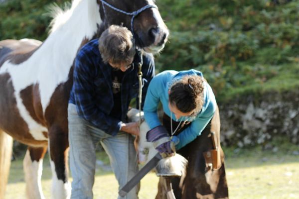 Learn to trim your horses' hooves
