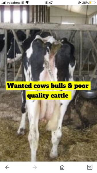 All culls- cows bulls cattle