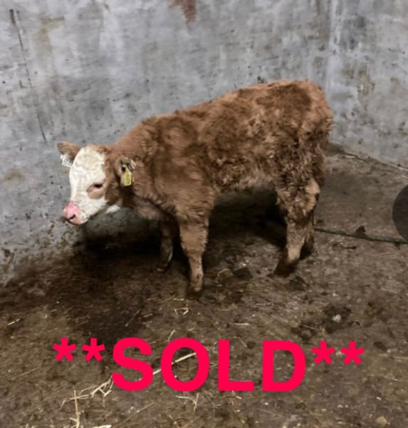 Cattle for sale in Co. Mayo for €123 on DoneDeal