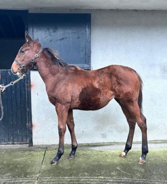speed ball 1 Horses Ad For Sale in Ireland DoneDeal