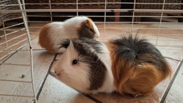 Female guinea pigs on sale for sale