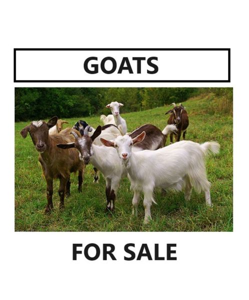 Goats for Sale (2no. Female Brown)