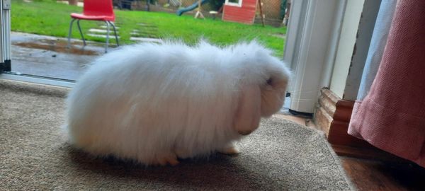 Lop eared sales lionhead bunny