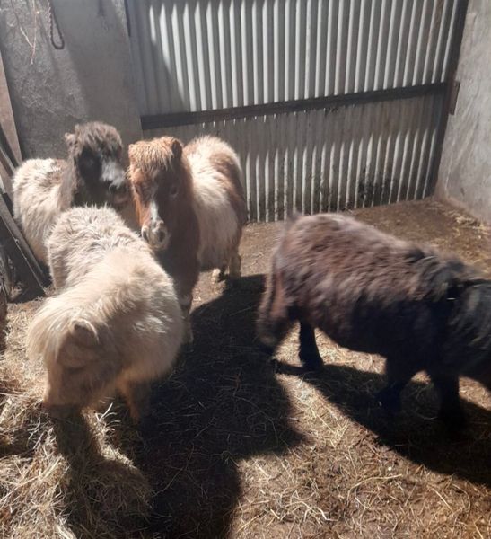 Sheepdogs for sale in hot sale mayo