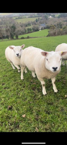 5 Pedigree texel ewe lambs for sale