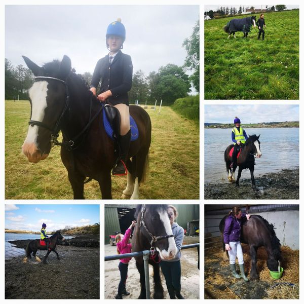 d 7 Horses Ads For Sale in Ireland DoneDeal