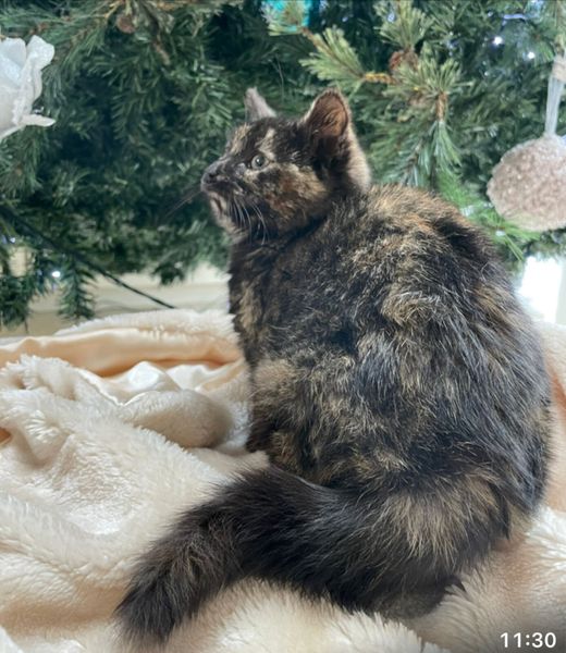 mobile homes for sale limerick 20 Cats Ads For Sale in Ireland DoneDeal