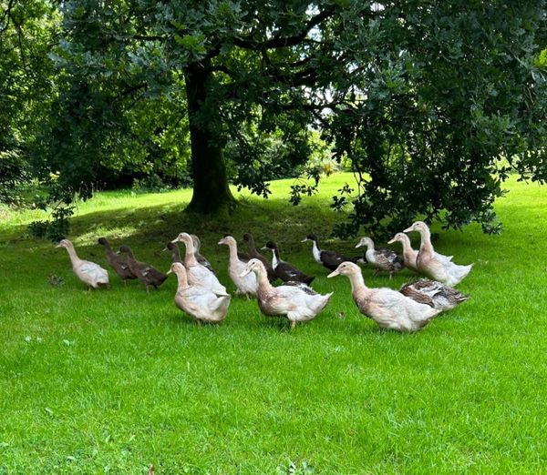 one 68 Poultry Ads For Sale in Ireland DoneDeal