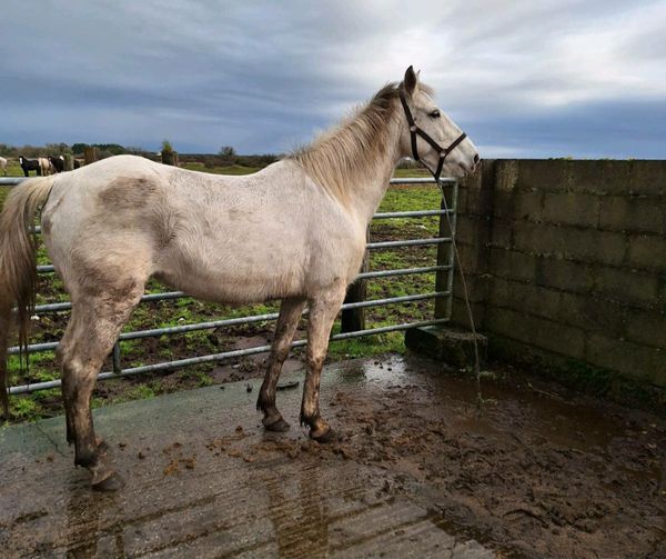 weeke 33 Horses Ads For Sale in Ireland DoneDeal