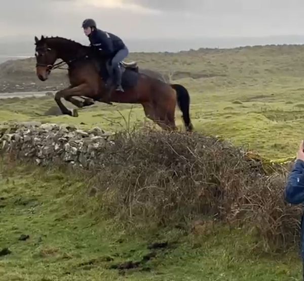 vice 6 5 Horses Ads For Sale in Ireland DoneDeal