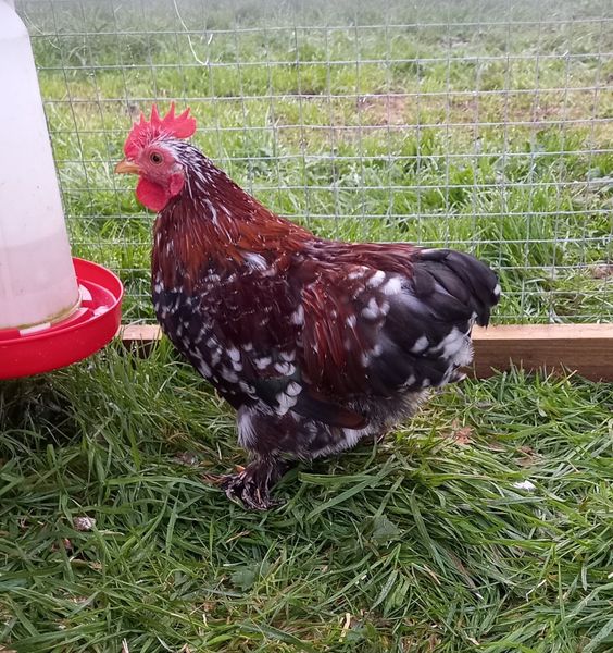 feet 4 Poultry Ads For Sale in Ireland DoneDeal