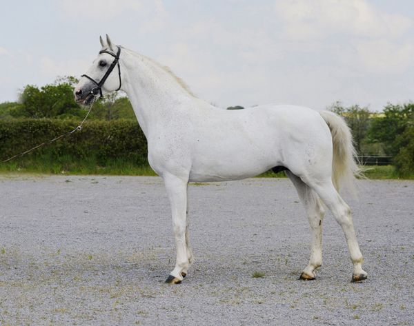 stallion stud | 28 All Sections Ads For Sale in Ireland | DoneDeal