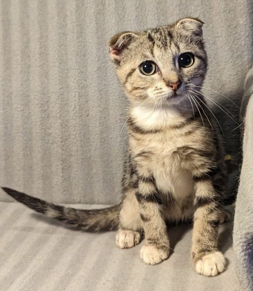 scottish kittens 5 Cats Ads For Sale in Ireland DoneDeal