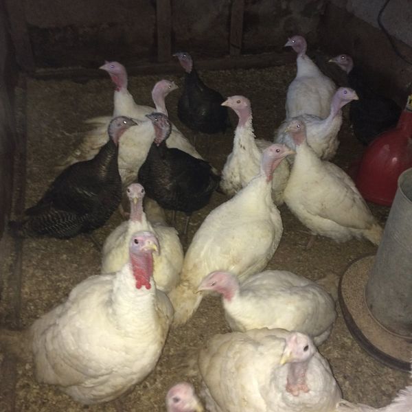 new york 1 Poultry Ad For Sale in Ireland DoneDeal