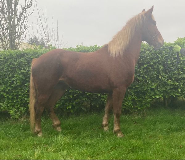 horse pictures 2 Ponies Ads For Sale in Ireland DoneDeal