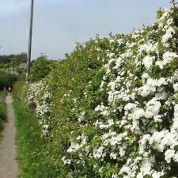 Whitethorn for acres, delivery nationwide