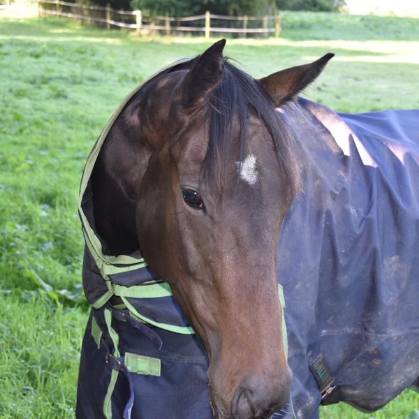 life 1 Equine Services Ad For Sale in Ireland DoneDeal