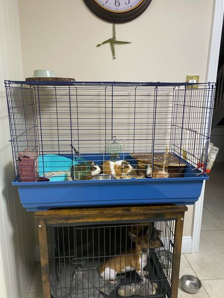 Guinea pig cage out best sale of a dog crate