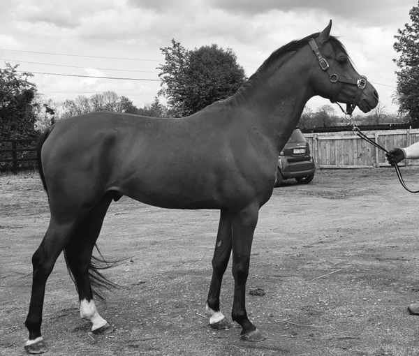 santoni 3 All Sections Ads For Sale in Ireland DoneDeal