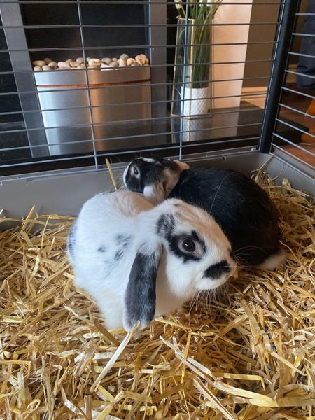 Two rabbits store in one cage