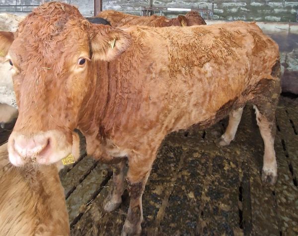 limousin cows | 209 All Sections Ads For Sale in Ireland | DoneDeal